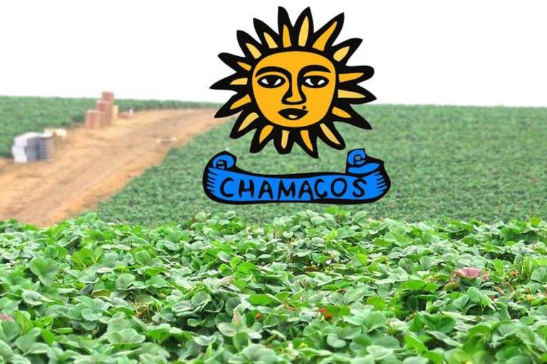 CHAMACOs Logo in Field