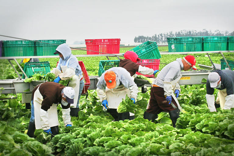 Farm Workers Harvesting Lettuce Salinas Valley 